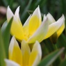 Tulipa tarda AGM