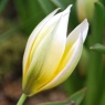 Tulipa tarda AGM