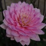 Dahlia 'Karma Prospero'