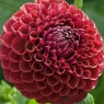 Dahlia 'Cornel'