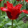 Tulipa 'Valery Gergiev'