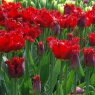 Tulipa 'Valery Gergiev'
