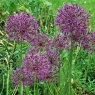 Allium 'Purple Rain'