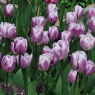 Tulipa 'Flig Flag'