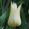 Tulipa 'Sapporo'