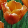 Tulipa 'Brown Sugar'