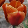 Tulipa 'Brown Sugar'