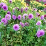 Dahlia 'Blue Boy' group