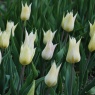 Tulipa 'Sapporo'