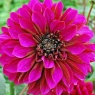 Dahlia 'Purple Haze'