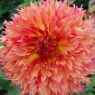 Dahlia 'Myrtle's Folly'