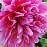 Dahlia 'Emory Paul'