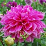 Dahlia 'Emory Paul'