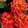 Dahlia 'Fire Pot'