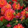 Dahlia 'Fire Pot'