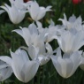 Tulipa 'White Triumphator' AGM