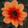 Dahlia 'HS Date'