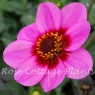 Dahlia 'HS Wink'
