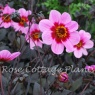 Dahlia 'HS Wink'