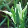 Tulipa 'Green Star'