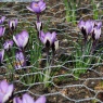 Crocus 'Spring Beauty'