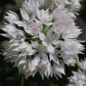 Allium amplectens 'Graceful Beauty'