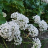 Allium amplectens 'Graceful Beauty'