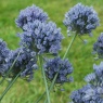 Allium caesium AGM