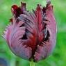 Tulipa 'Black Parrot' AGM