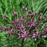 Allium 'Spider'