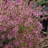 Allium 'Spider'