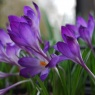 Crocus tommasinianus 'Ruby Giant'