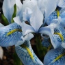 Iris 'Sheila Ann Germaney'