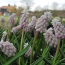 Muscari 'Pink Sunrise'