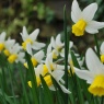 Narcissus 'Jack Snipe'