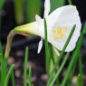 Narcissus 'Spoirot'