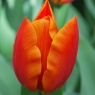 Tulipa 'Veronique Sanson'