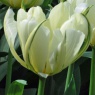 Tulipa 'Exotic Emperor' ('White Valley')