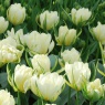 Tulipa 'Exotic Emperor'