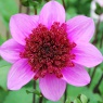 Dahlia 'Bayou' (syn. 'Blue Bayou')