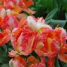 Tulipa 'Apricot Parrot'