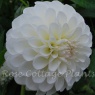 Dahlia 'Boom Boom White'