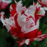 Tulipa 'Estella Rijnveld'