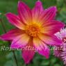 Dahlia 'Bright Eyes'