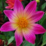 Dahlia 'Bright Eyes'