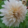 Dahlia 'Café au Lait'