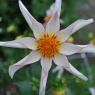 Dahlia 'Honka Fragile'