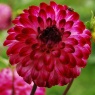 Dahlia 'Little Robert'