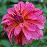 Dahlia 'Mingus Toni'