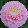 Dahlia 'Wizard of Oz'